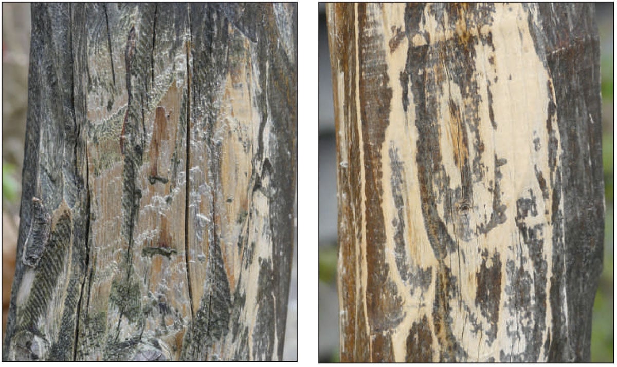 Two examples of wood with black mold cleaned with different solutions.